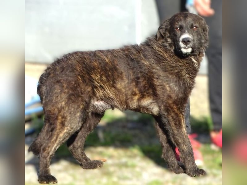 JIMMY ist liebenswert und freundlich