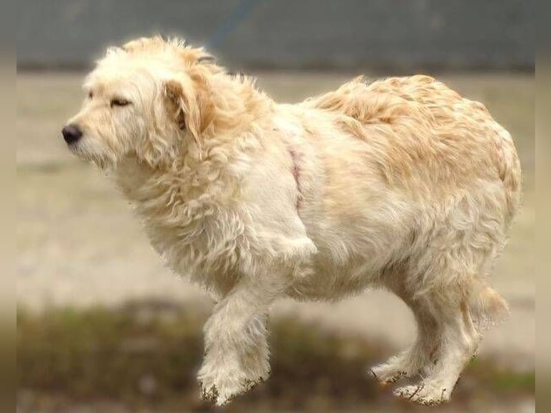 BELLA wurde einfach in die Tötung entsorgt