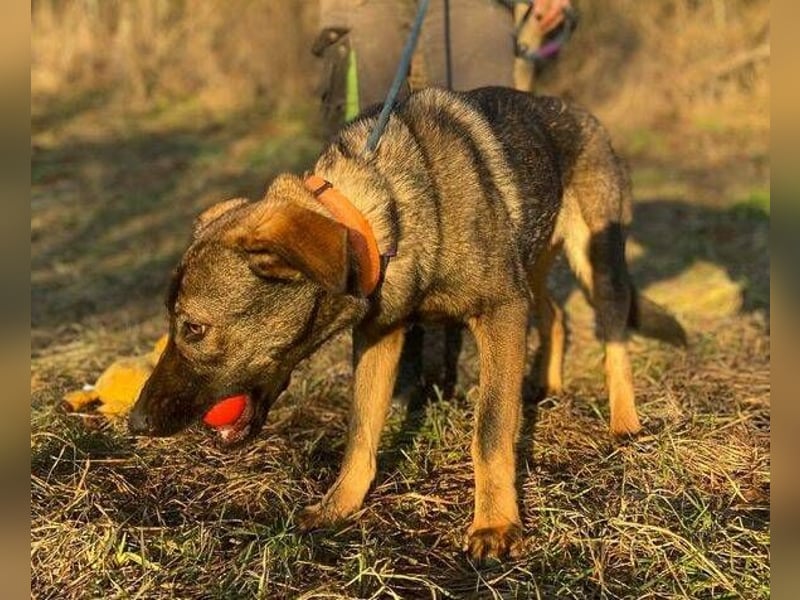 SOFIA irrte verzweifelt umher
