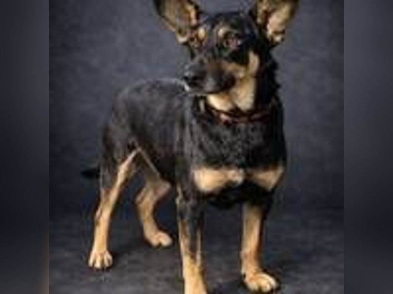 NORA 2 möchte ihr Herz verschenken 