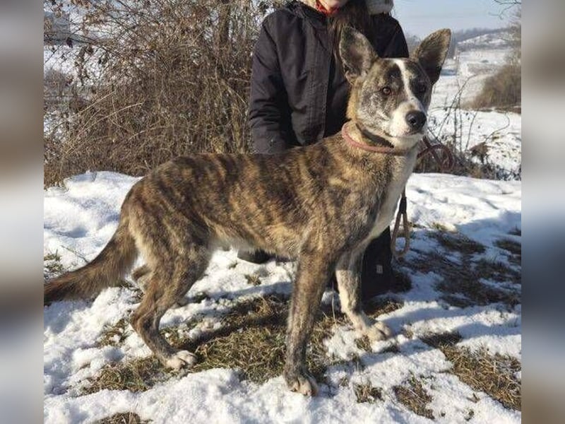 JUDY ist eine Schönheit