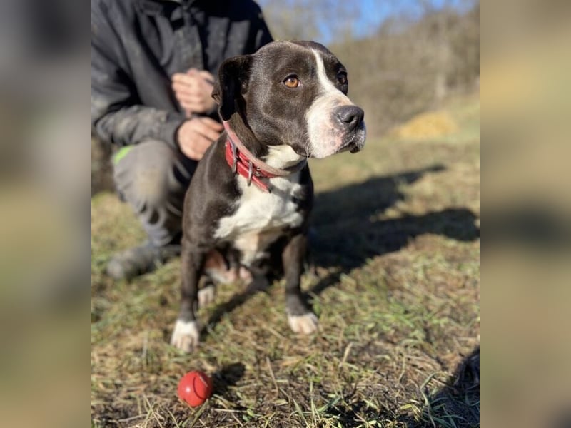 TORI hat einen Herzenswunsch  -ein Zuhause