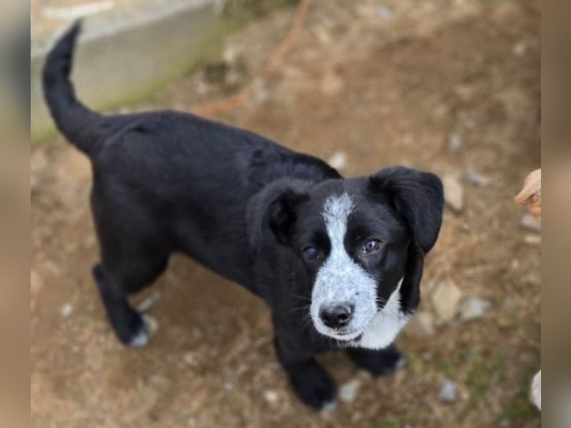 ANJA braucht dringend ein Zuhause