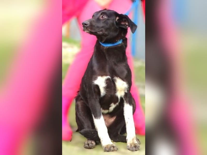 LULU wäre so gerne Teil einer Familie