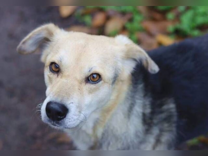 HILDE 2 - Wer schenkt ihr ein Zuhause