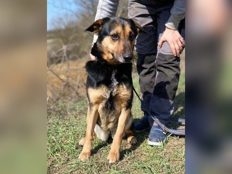 ALFA sehnt sich so nach einer Familie