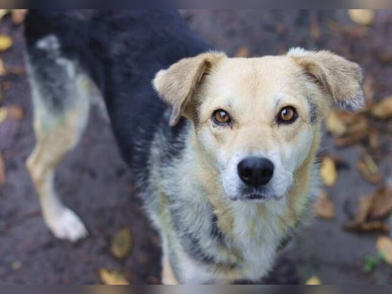 HILDE 2 - Wer schenkt ihr ein Zuhause