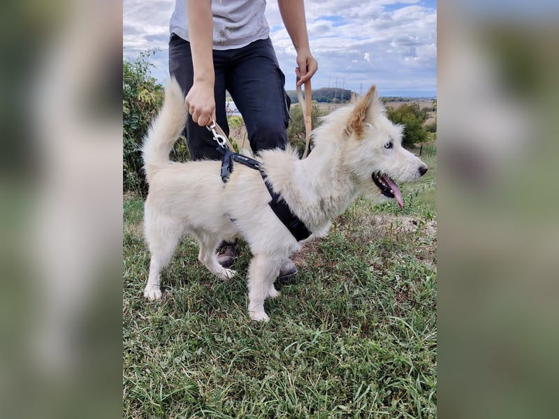 Zauberhafter Husky Terrier ähnlicher Jungrüde, 10Mon., kastriert