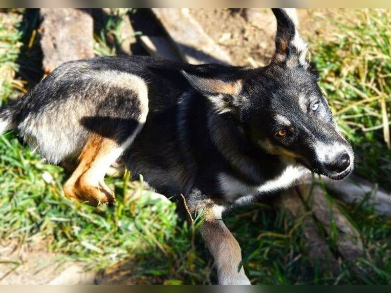 LOKI schwebt in Lebensgefahr