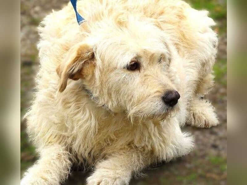 BELLA wurde einfach in die Tötung entsorgt