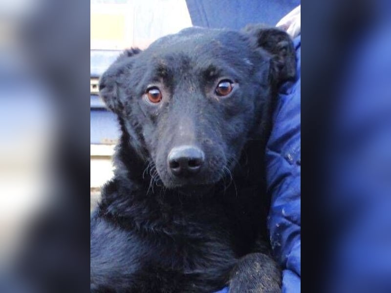 PETRA - süßes Spitzöhrchen