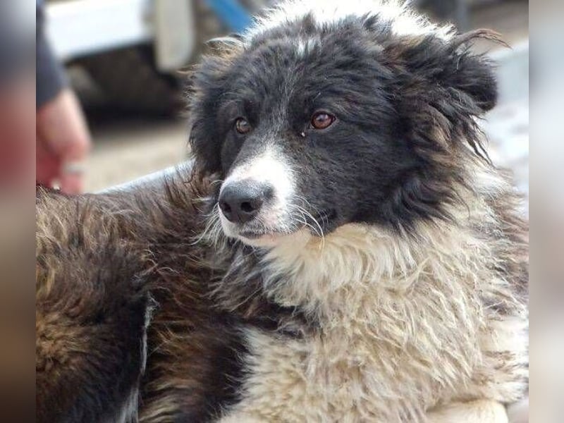 CASPER - bettelt um sein Leben