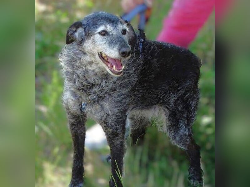 LOLA  ist ein liebe, ruhige Hundedame