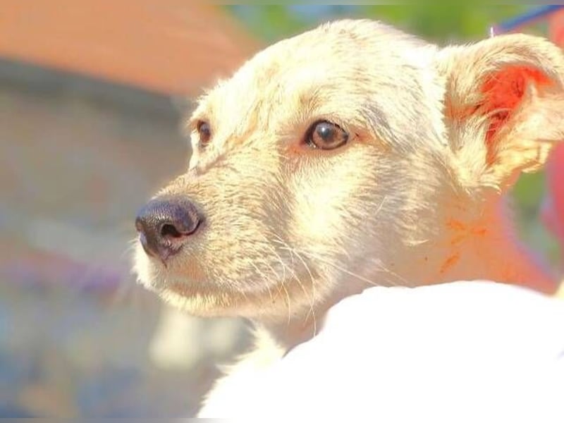 BEA ist ein niedliches Hundekind