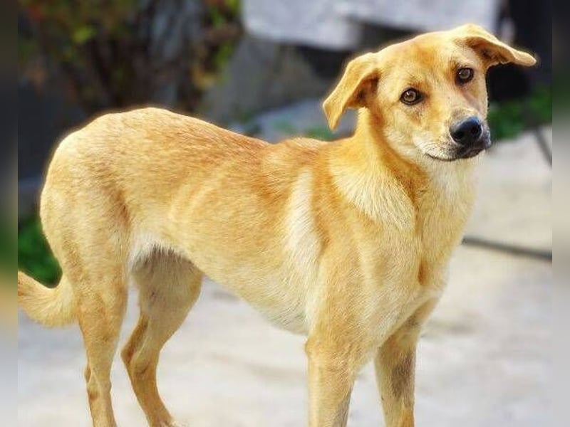 LIA ist dem Tod knapp entkommen