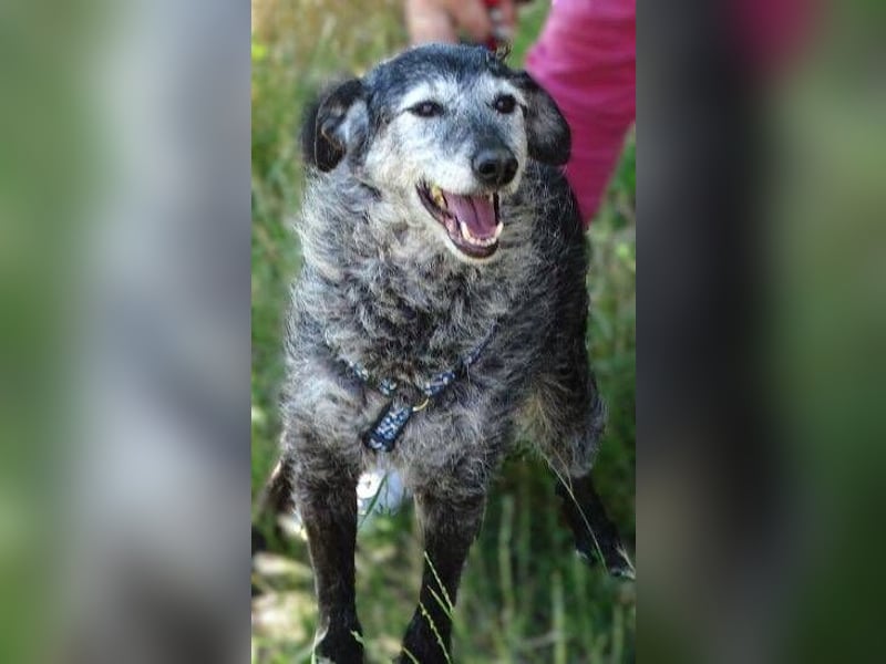 LOLA  ist ein liebe, ruhige Hundedame