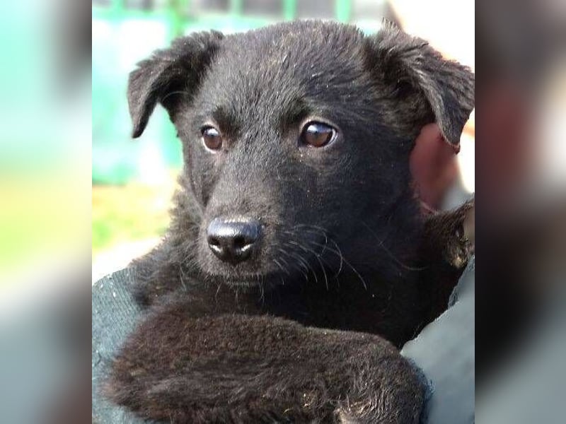 CLOE ist ein süßes Plüschnäschen