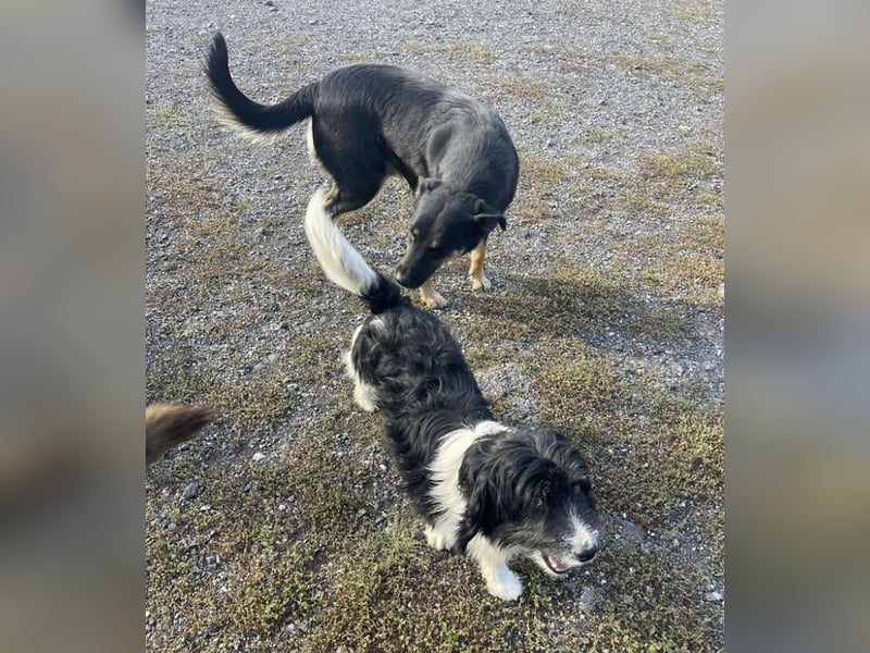 SARIO hatte einen Schutzengel