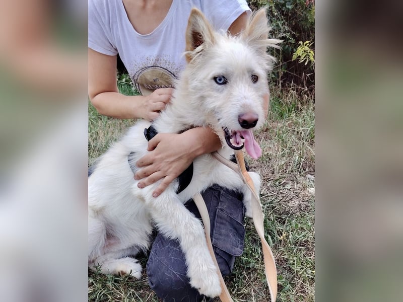 Zauberhafter Husky Terrier ähnlicher Jungrüde, 10Mon., kastriert