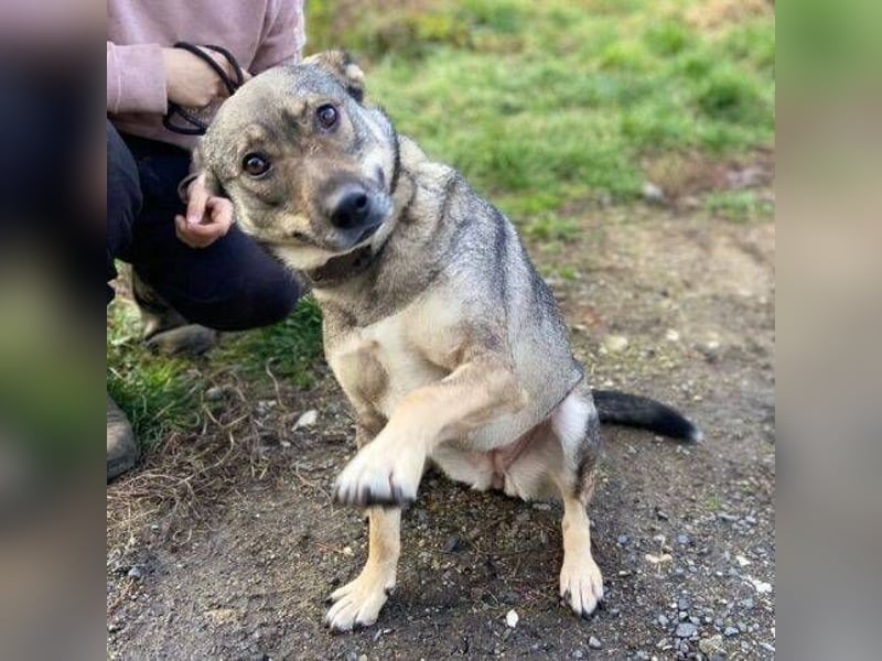 BRENDA ist eine zarte, liebevolle Hündin