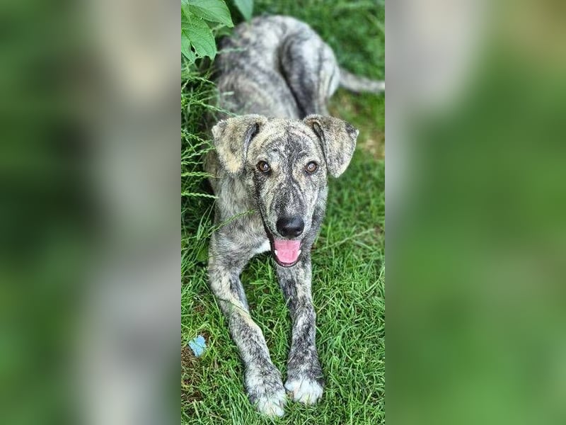 TIGRA sucht ein liebevolles Zuhause