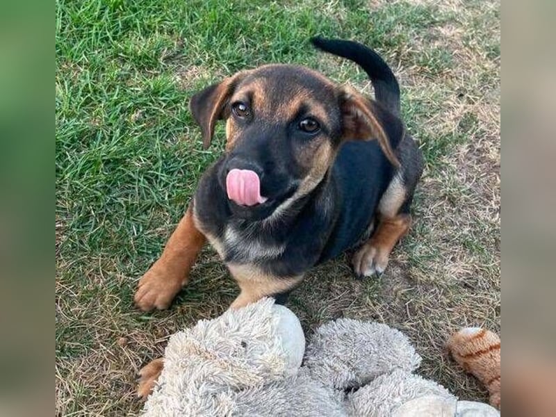 ROKO der kleine Mann möchte sein ❤️ verschenken