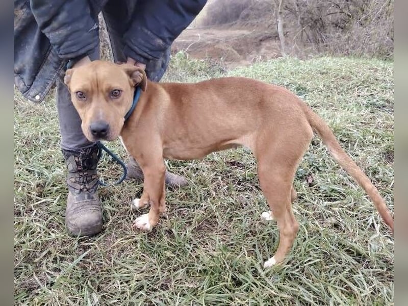 MAYA 2 musste an der Kette hängen