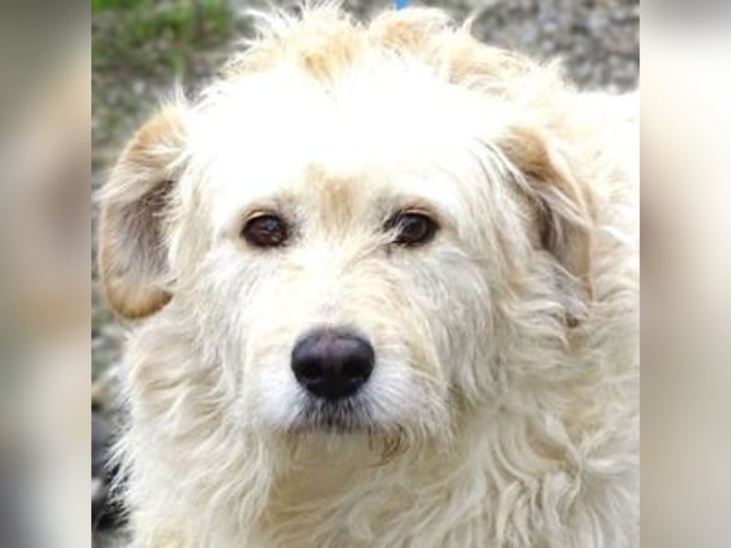 BELLA wurde einfach in die Tötung entsorgt