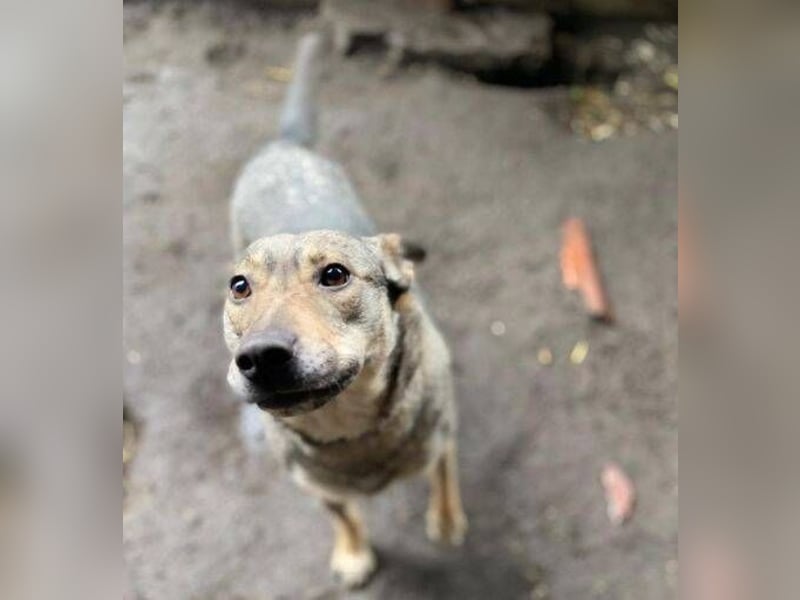 BRENDA ist eine zarte, liebevolle Hündin