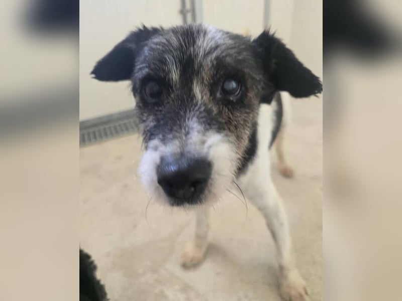 RICKY 2 sucht Ruhesitz