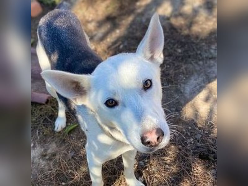 SVEN ist ein fröhlicher Jungspund