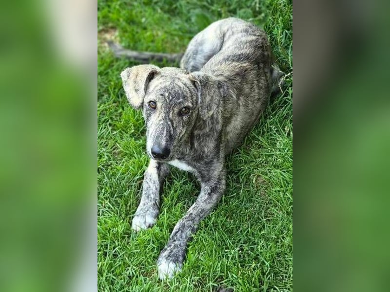 TIGRA sucht ein liebevolles Zuhause