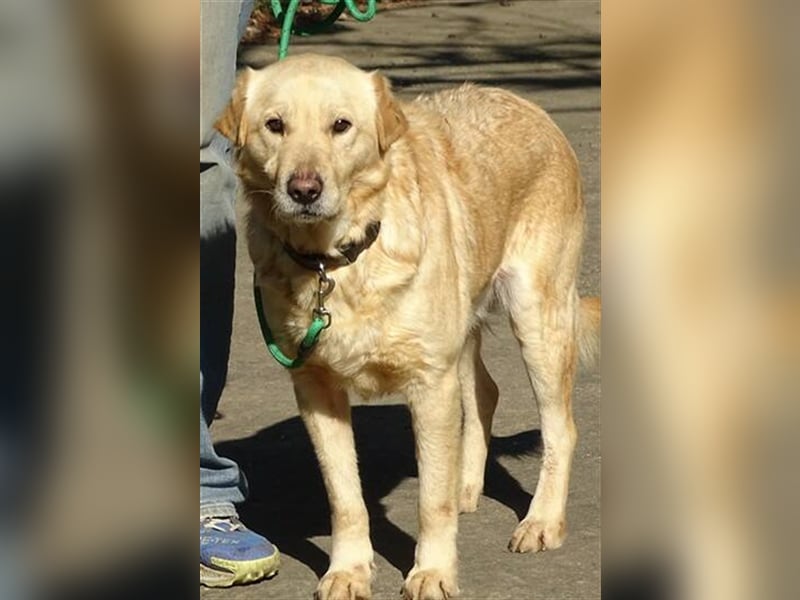 Astor, Retriever Mischling