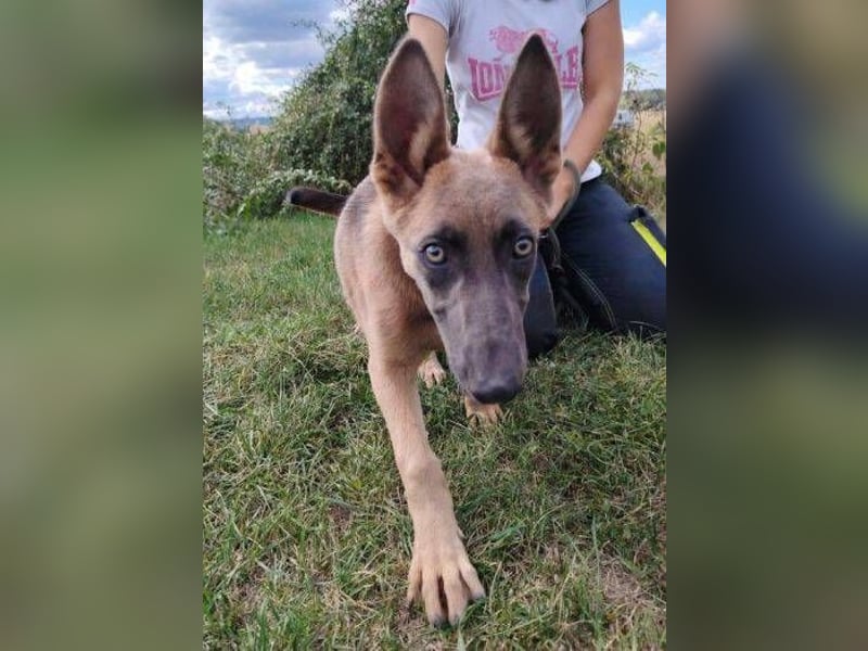 SADIE  ist superfreundlich