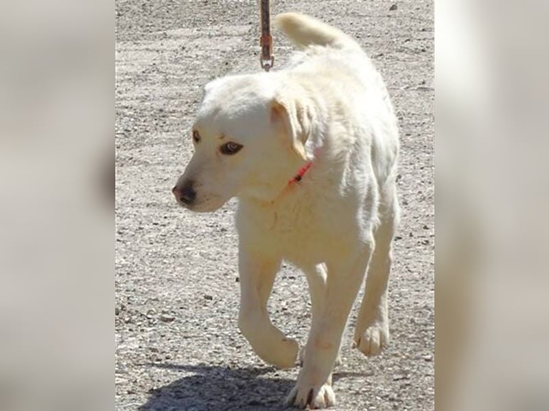 Jeff, Labrador Mischling