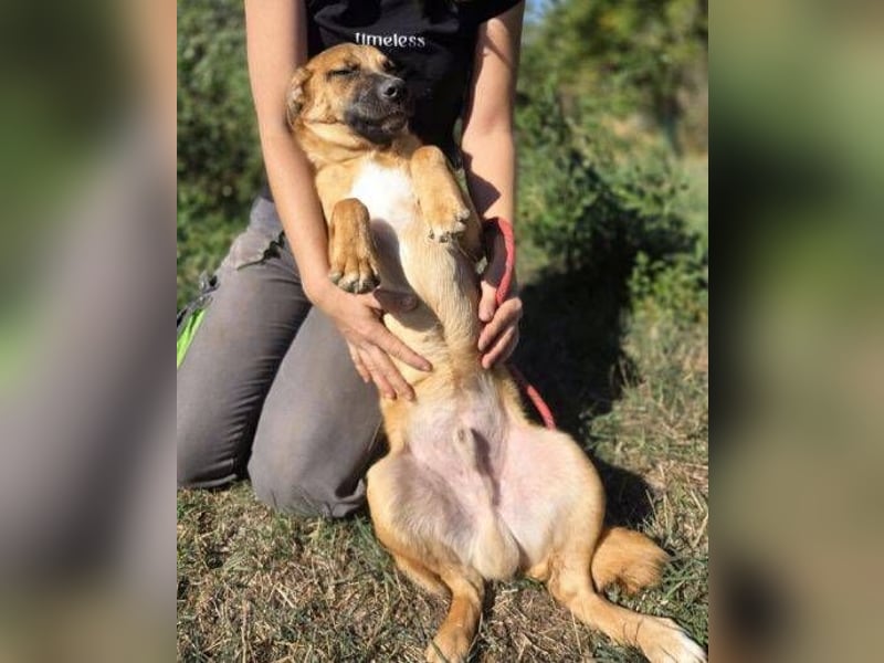 ARAMIS der Hundejunge irrte verloren umher