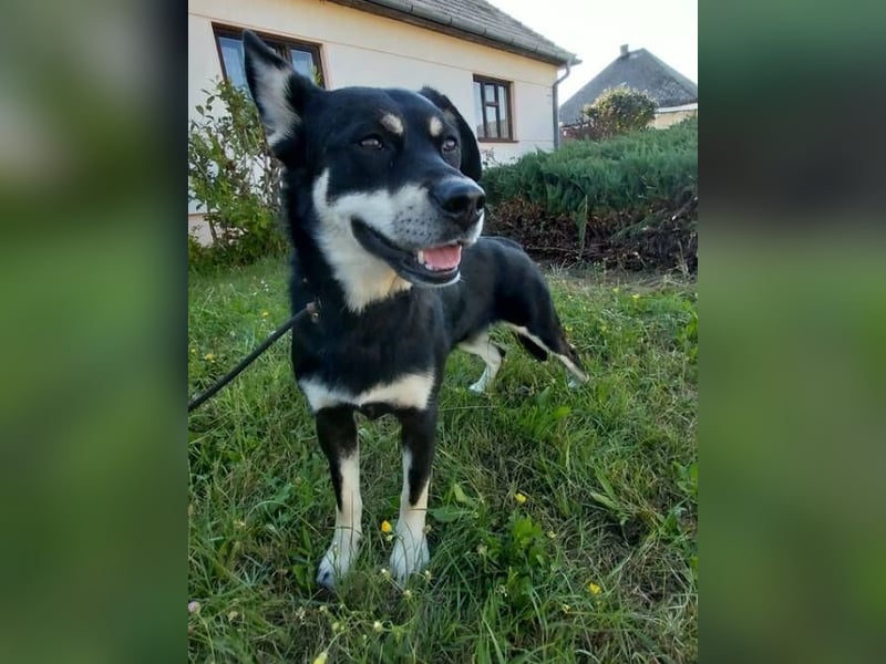 FREYA 3 ist lieb und verträglich