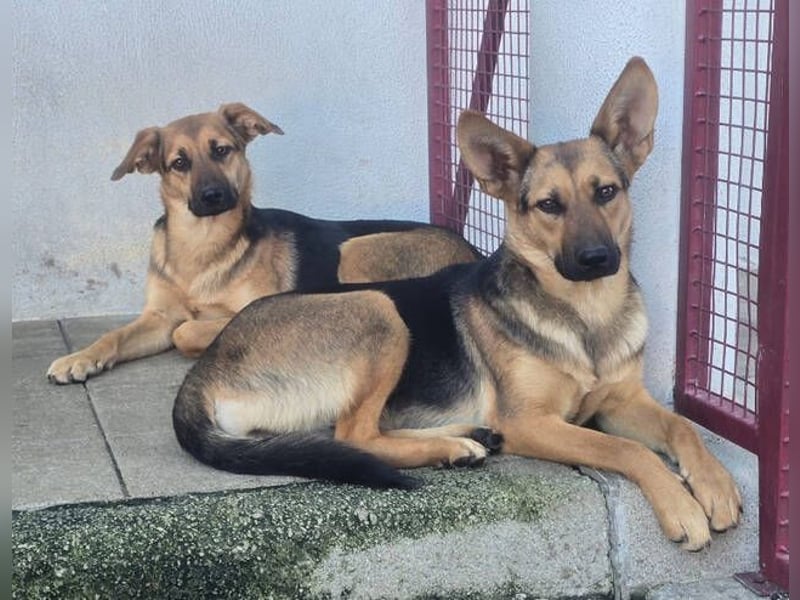 KIRA braucht Hilfe um zu überleben