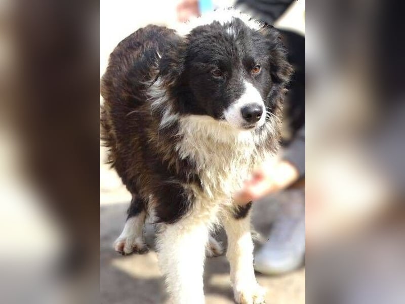 CASPER - bettelt um sein Leben