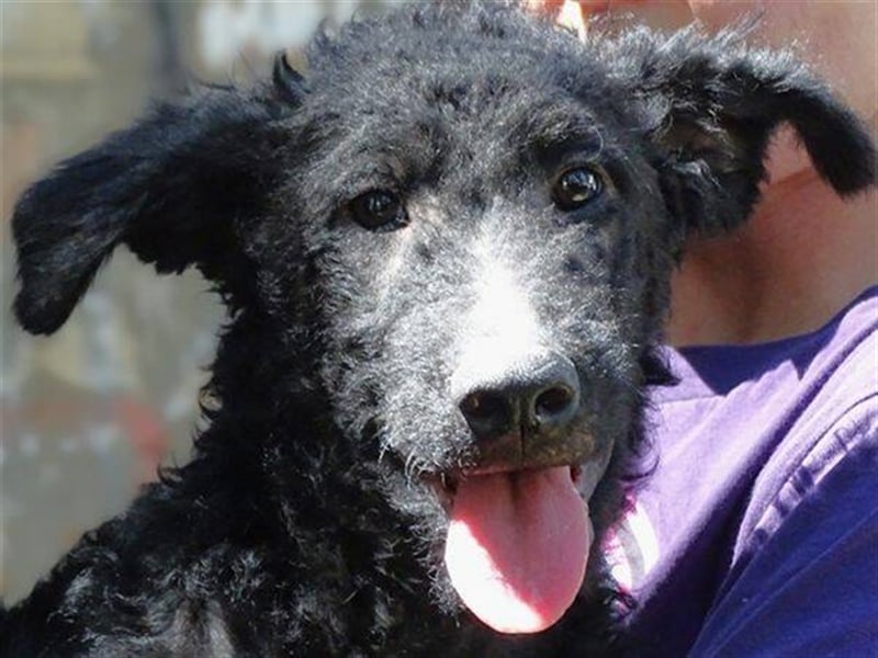 Paolo, Mischling, Welpe