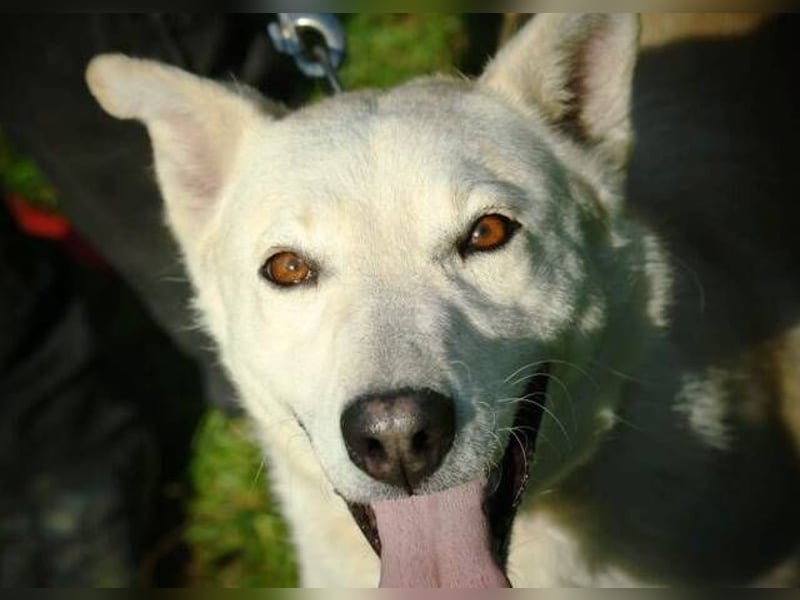 CHANTAL ist ein Traumhund CHANTAL ist ein Traumhund