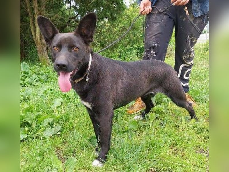 SYRIA wäre eine tolle Begleiterin