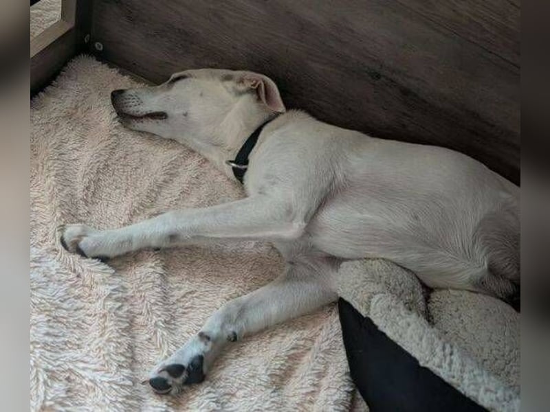 CLEO ist ein süßes Hundekind