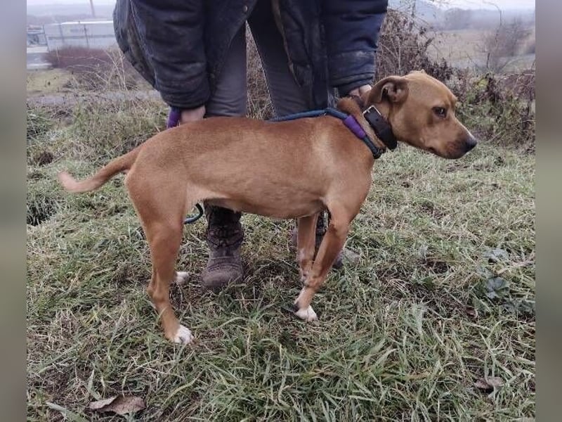 MAYA 2 musste an der Kette hängen