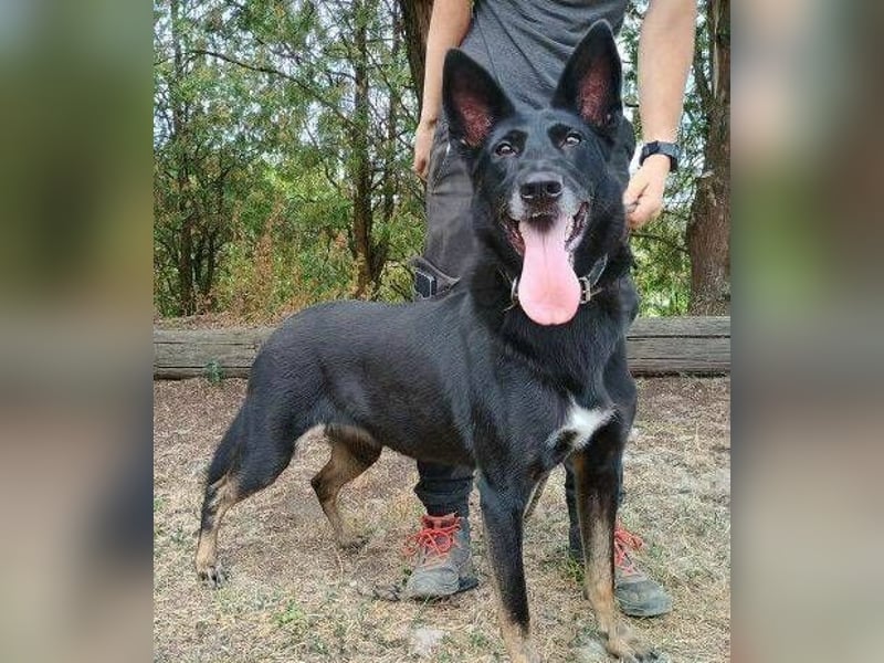 BLACKIE , Sportskanone