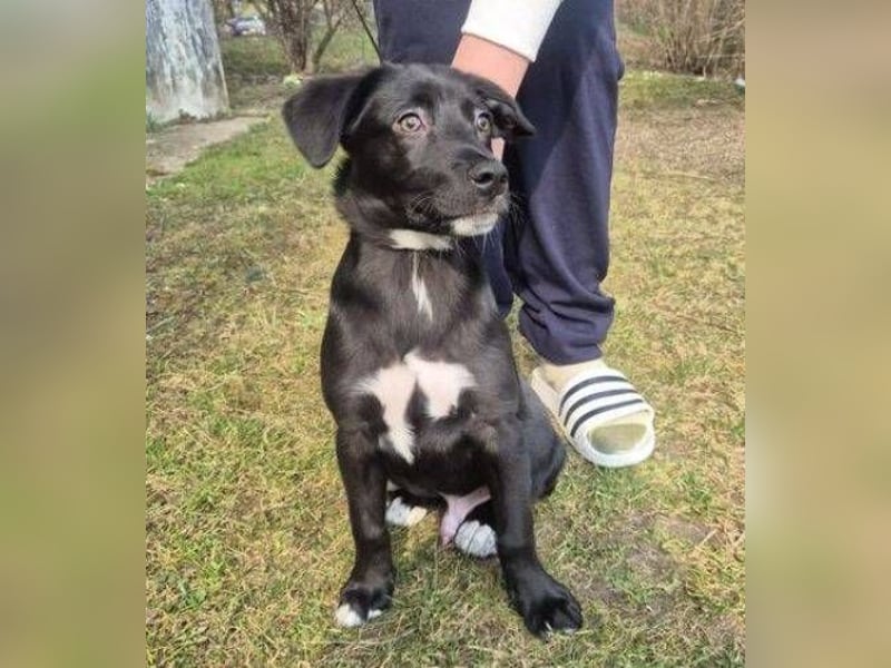 MAX 3 ein zuckersüßes Hundekind