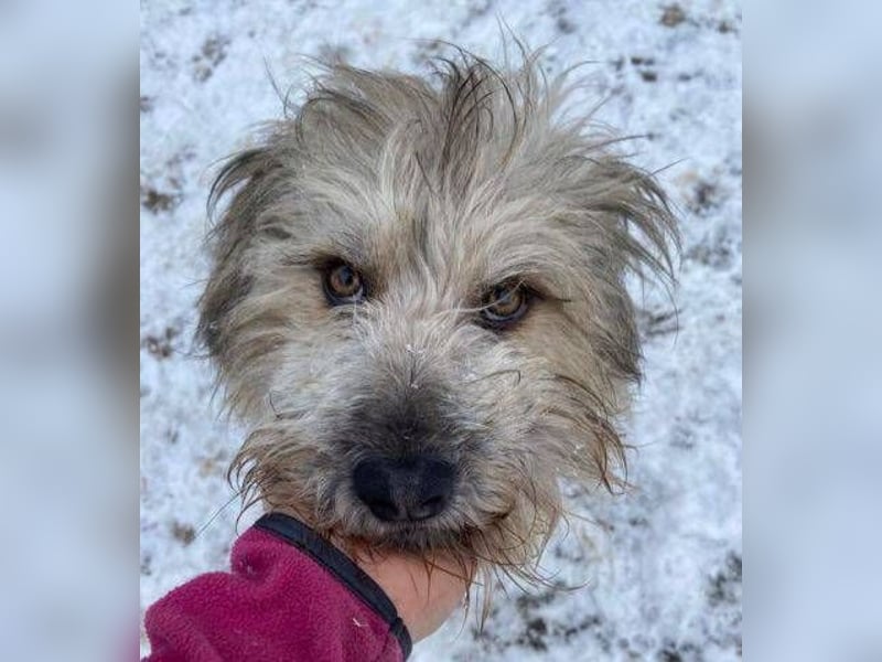 VICTOR  süßer kleiner Wuschel