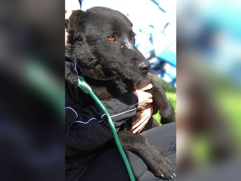 LUKA wünscht sich sehnlichst ein Zuhause