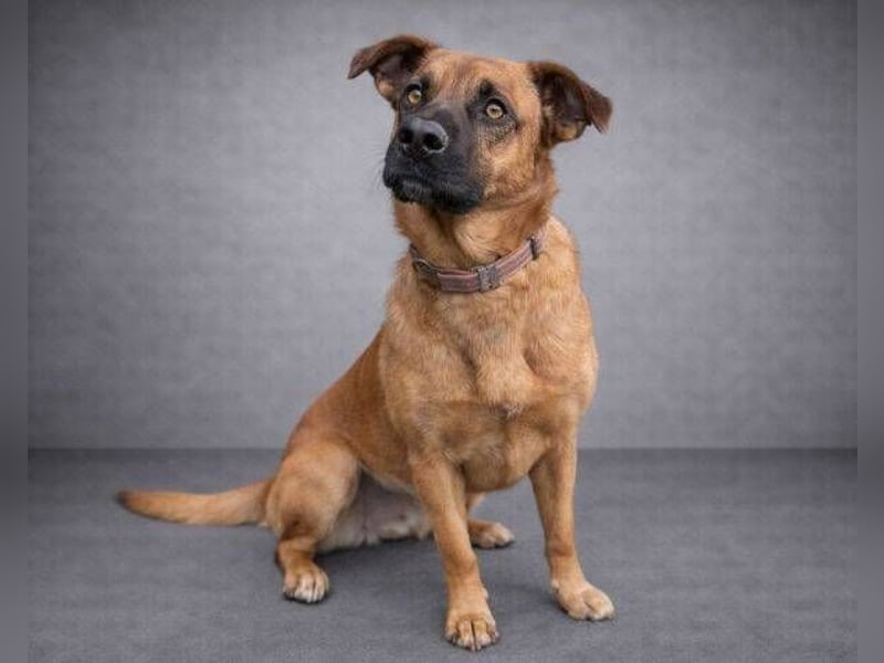 ARTHUR 2 sucht sein Zuhause