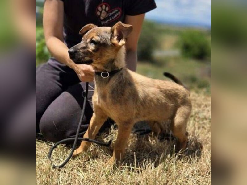 GIMLI ist ein zuckersüßes Hundebaby